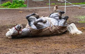 Horse Blanket Shutterstock 2066119964